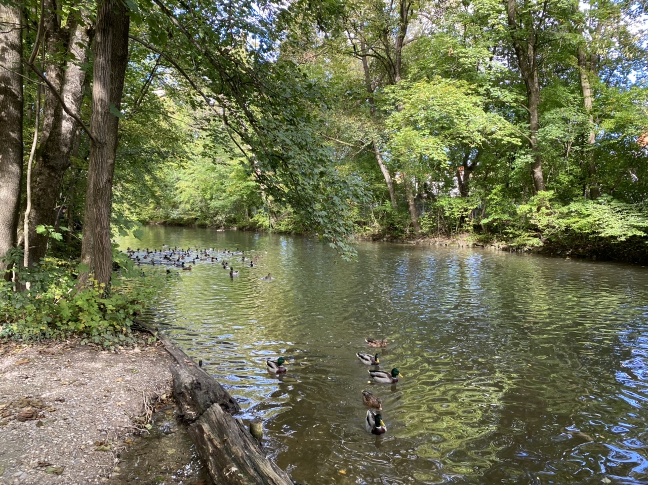 Entenweiher